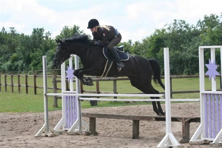 Tysk Sportspony Petit Cyrenaika solgt billede 11