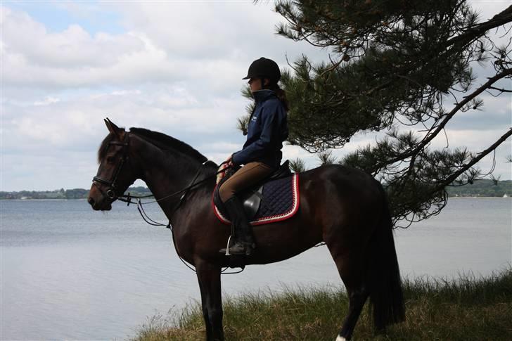 Anden særlig race Voldbjerggårds Musse - Musse og jeg ved Præstø Fjord<3 Er der ikke smukt? Foto: Mor billede 16