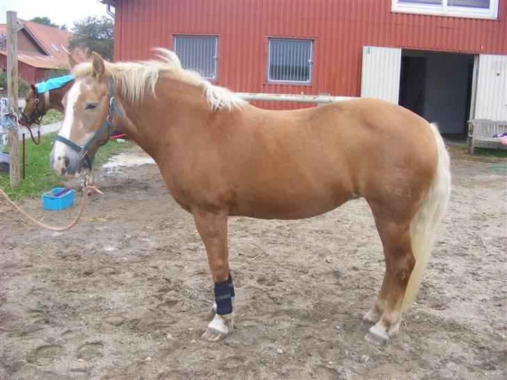 Haflinger  Kastanjegårdens Rosita billede 16