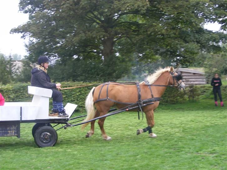 Haflinger  Kastanjegårdens Rosita billede 17