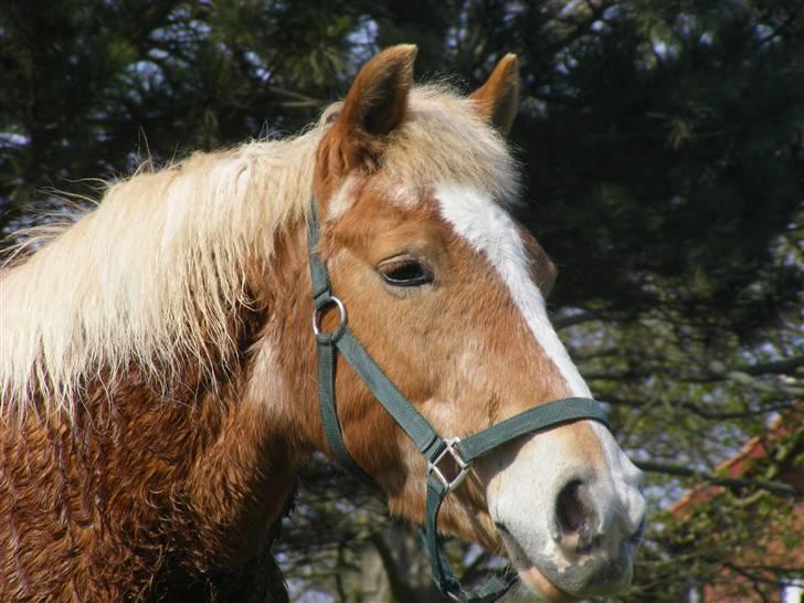 Haflinger  Kastanjegårdens Rosita billede 18