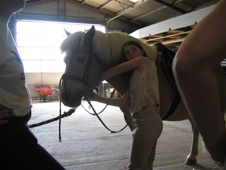 Haflinger Himmerlands Stoffer - Ja, det var så første gang jeg så Stoffer.. Her er jeg ude og prøve ham :) billede 19