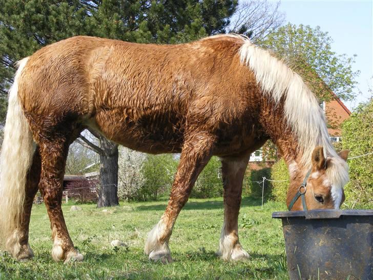Haflinger  Kastanjegårdens Rosita billede 19