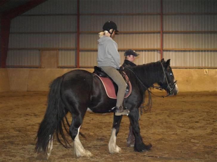 Irish Cob Mr.Spike SOLGT billede 9