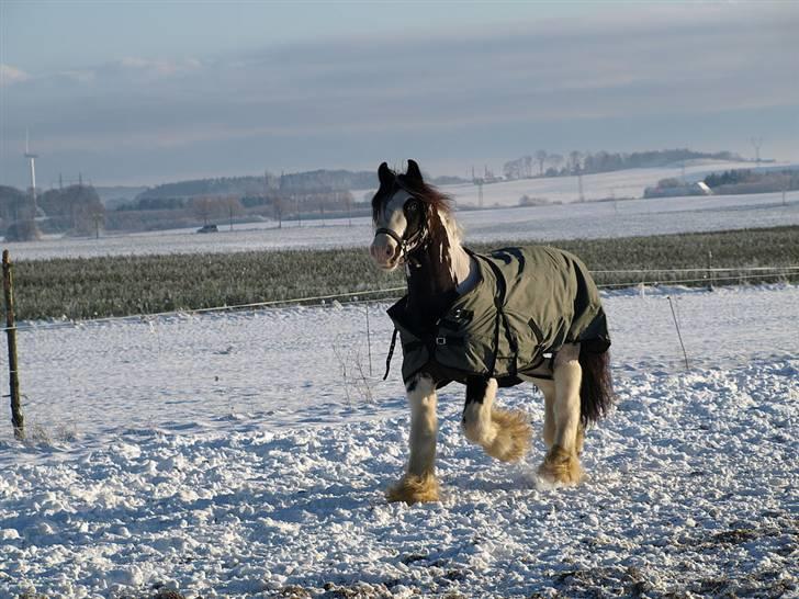 Irish Cob Igors Riain of April STER - december 09 :) billede 19
