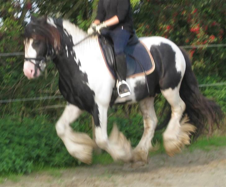 Irish Cob Igors Riain of April STER - 11. september 2008. Galop - desvære noget sløret billede 20
