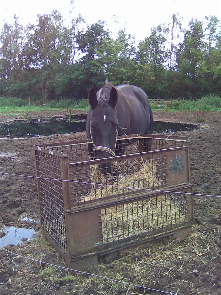 Anden særlig race Snip "Stoffer" Solgt - Stoffers rigtig gode veninde Lotte billede 17