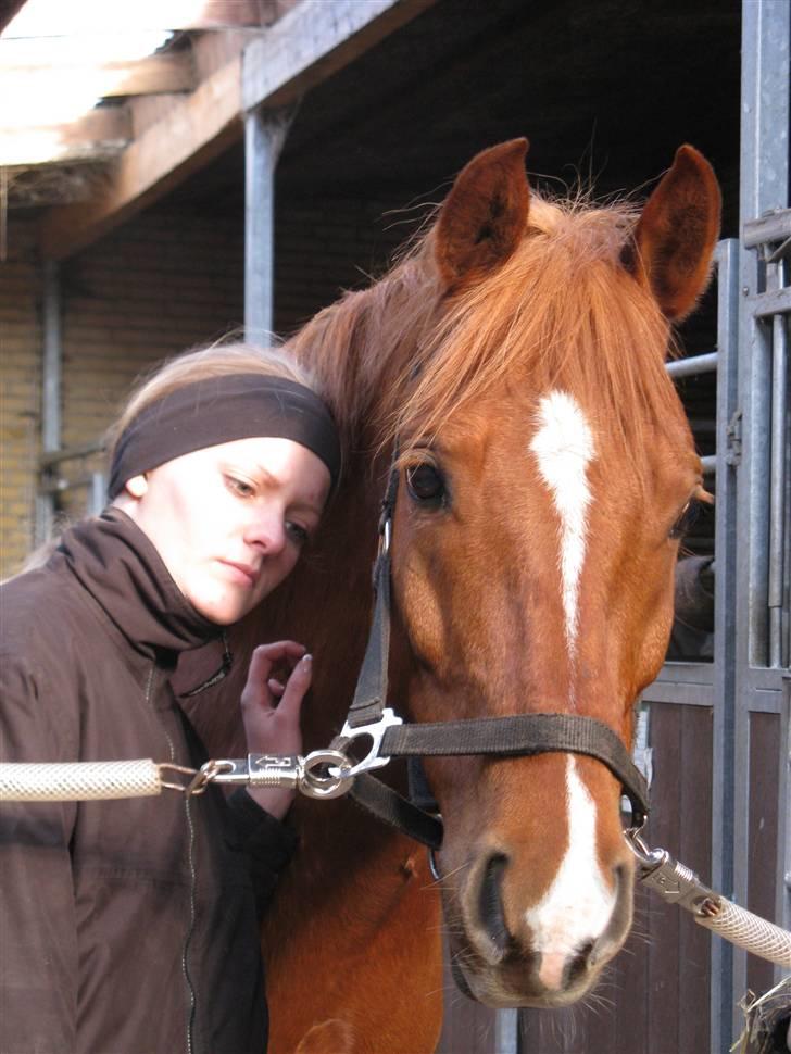 Hollandsk Sportspony Bauke - aflivet s': -  velkommen til baukes profil <3 - fotograf; karen enemark (; billede 1