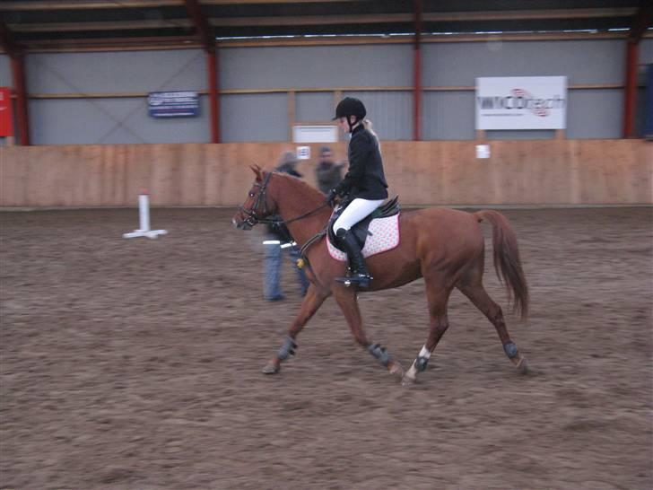 Hollandsk Sportspony Bauke - aflivet s': -  stævne i gjern den 23/11 <3 billede 2