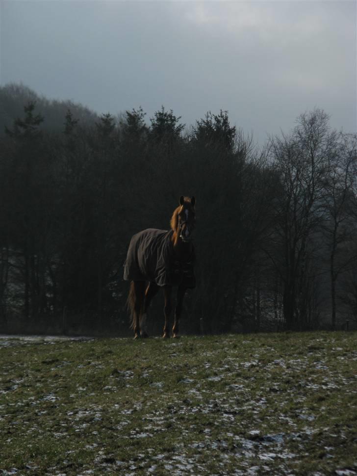 Hollandsk Sportspony Bauke - aflivet s': -  smukke! billede 3