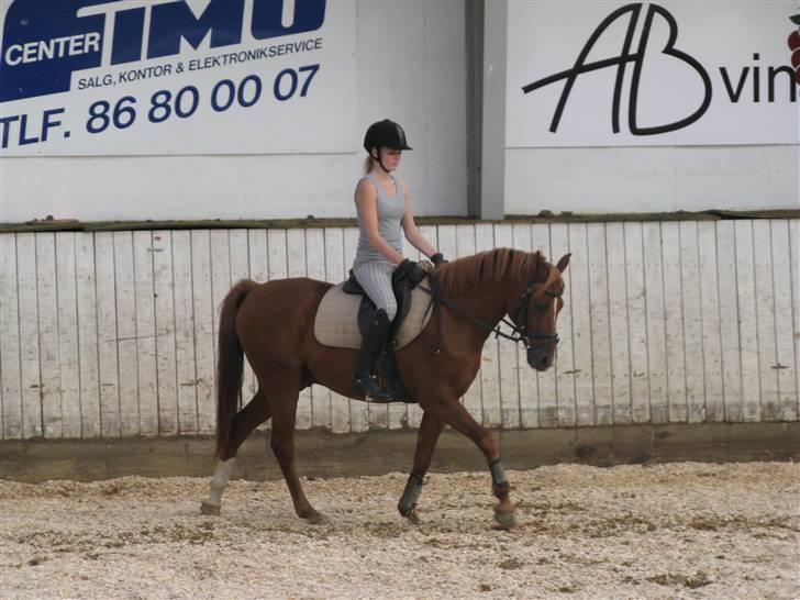 Hollandsk Sportspony Bauke - aflivet s': -  dressur træning, det går fremad! - fotograf; karen enemark (; billede 4