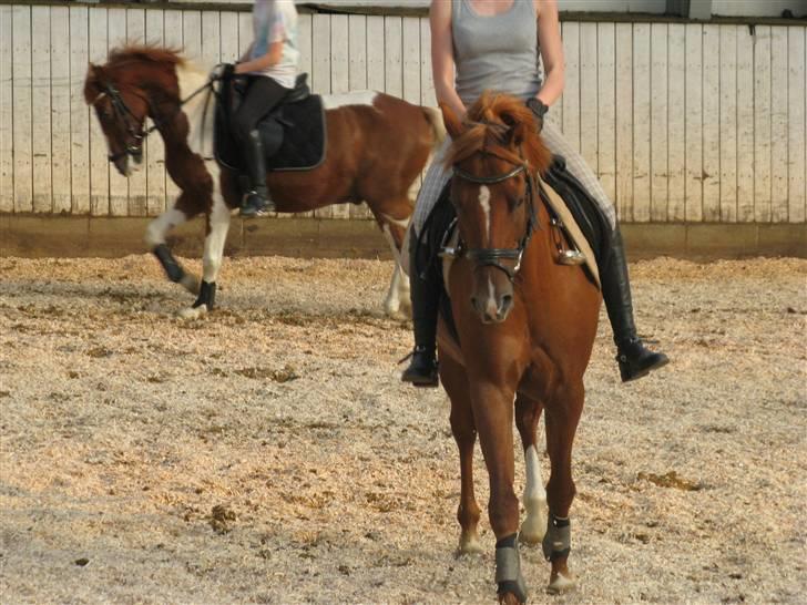 Hollandsk Sportspony Bauke - aflivet s': -  dressur træning, det går fremad! - fotograf; karen enemark (; billede 5