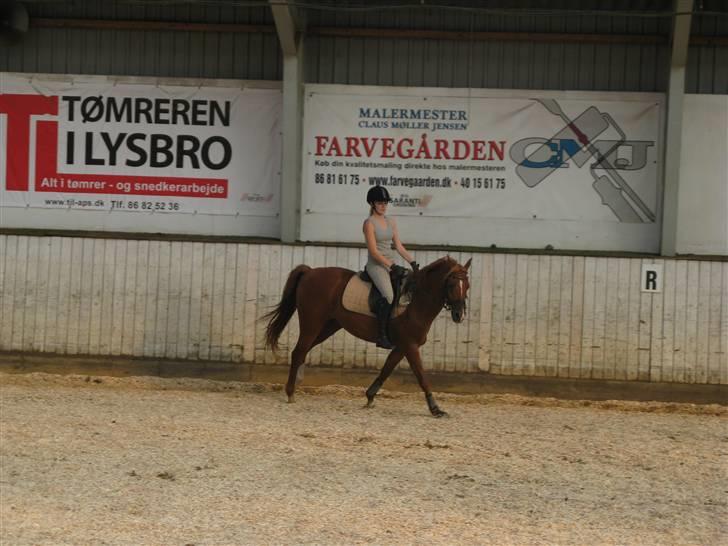 Hollandsk Sportspony Bauke - aflivet s': -  dressur træning, galop <3 - fotograf; karen enemark (; billede 6