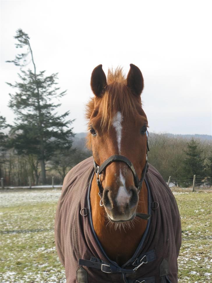 Hollandsk Sportspony Bauke - aflivet s': -  jeg elsker dig i: billede 7