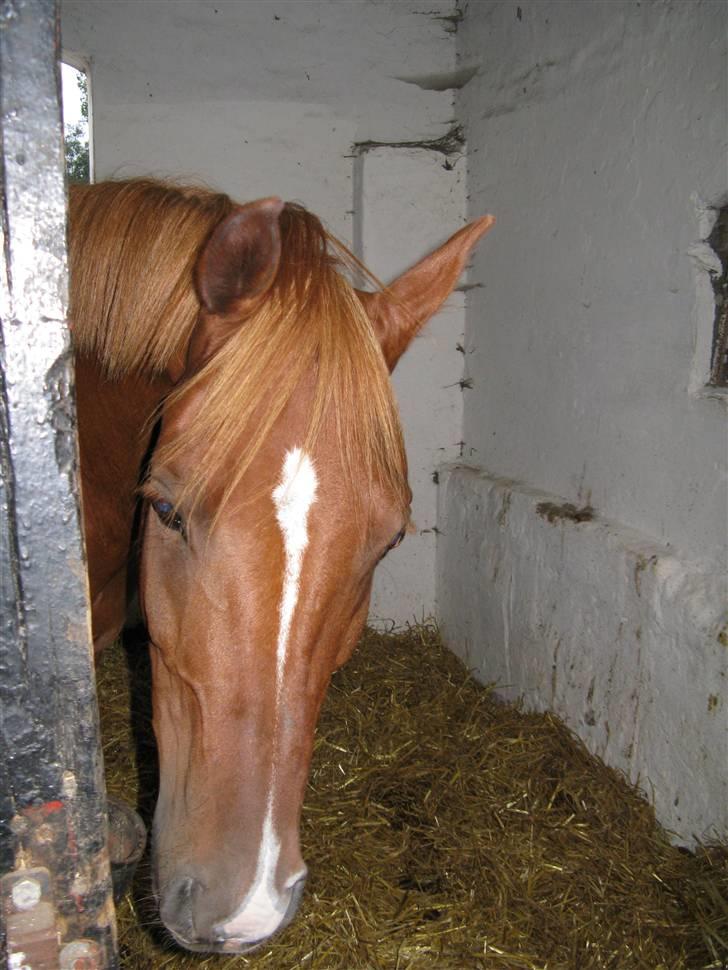 Hollandsk Sportspony Bauke - aflivet s': -  "må jeg ikke godt komme ud af boksen mor?" - søde lille dreng haha <3 billede 8