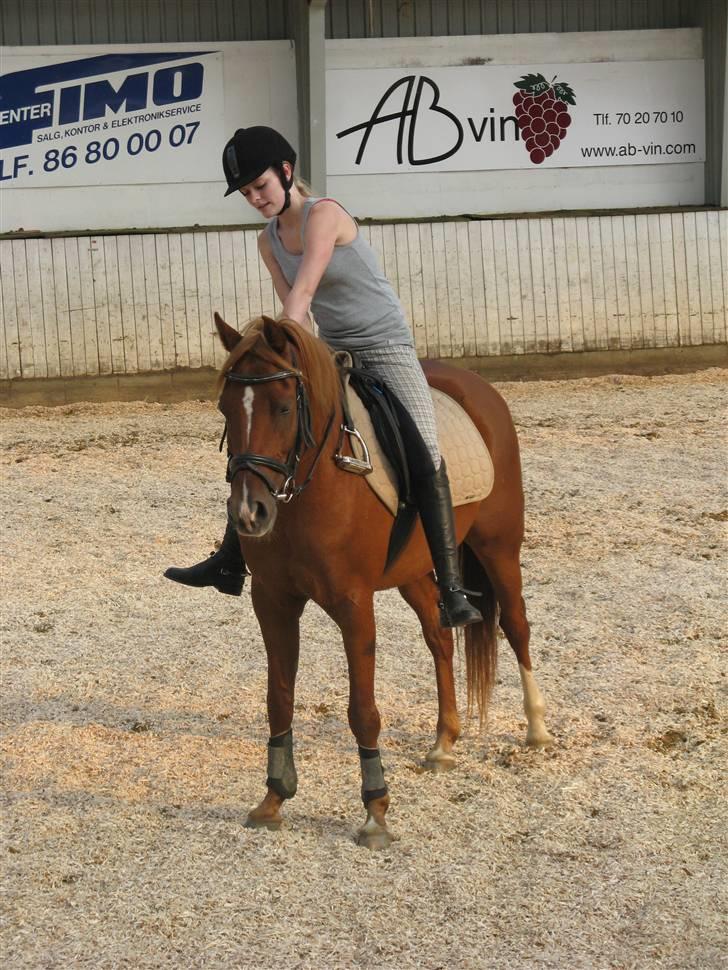 Hollandsk Sportspony Bauke - aflivet s': -  og klap til den lille pony efter en god dressur time! <3 - fotograf; karen enemark (; billede 9