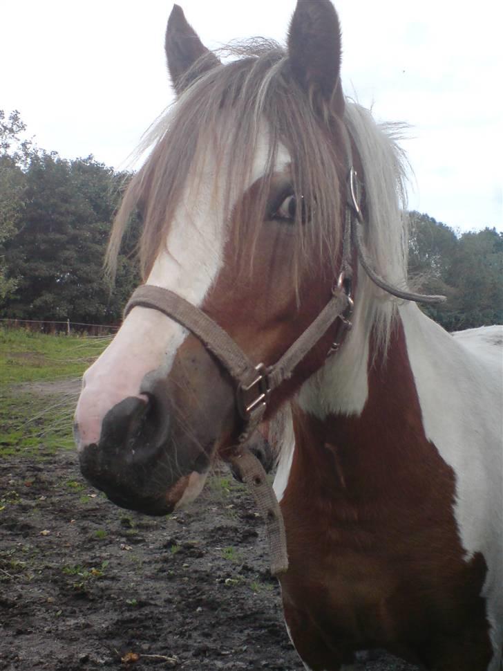 Pinto Hvedholms Hermione billede 16