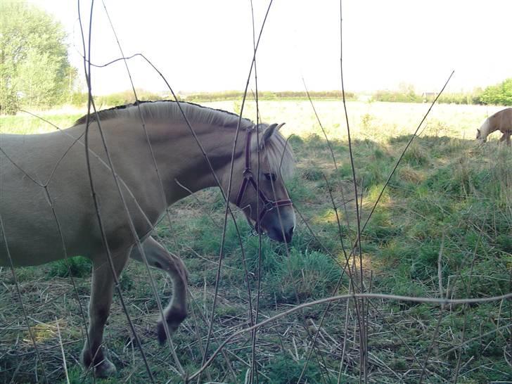 Fjordhest Højgårds Gabby billede 15