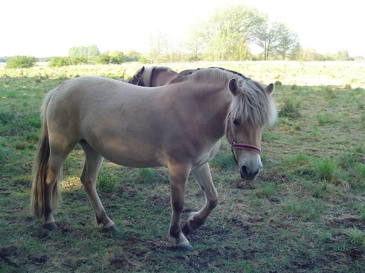 Fjordhest Højgårds Gabby billede 16