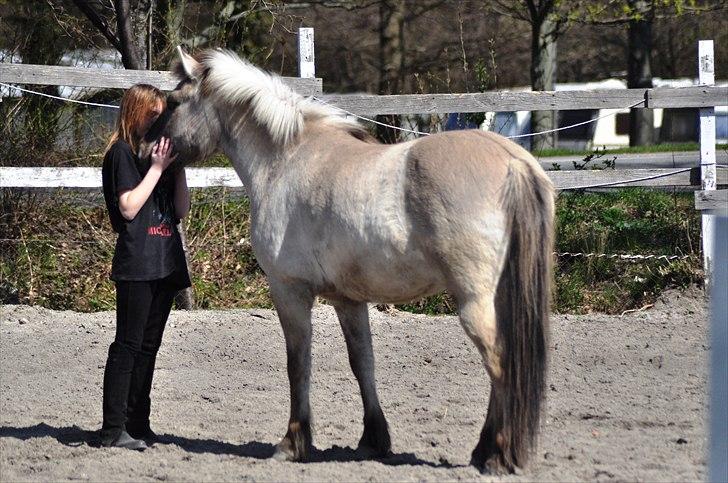 Konik Polski | Gneisti | Hvil i fred - Foto: Marina Bohn Hansen billede 8