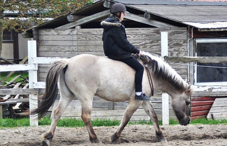 Konik Polski | Gneisti | Hvil i fred - Jeg rider den pony som har bukket, bidt, sparket og løbet, med mig, i blot en cordeo under fuld kontrol, 100% afslappet. | Foto: Marina Bohn Hansen billede 9