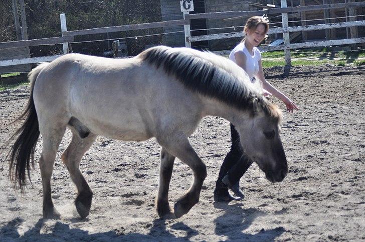 Konik Polski | Gneisti | Hvil i fred - Foto: Marina Bohn Hansen billede 12