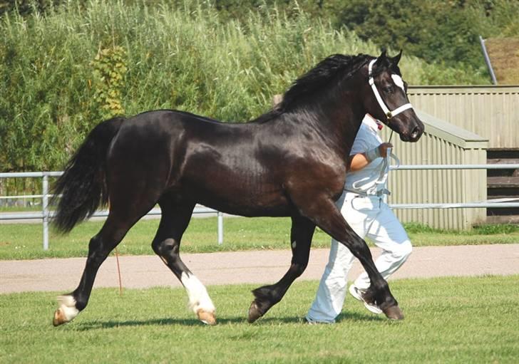 Welsh Cob (sec D) Ringside Thomas- Avl billede 13