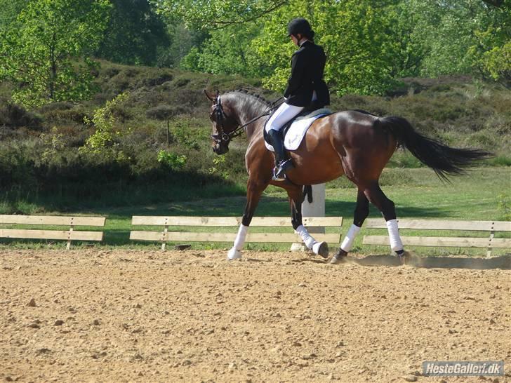 Holstener Jasmin / Solgt billede 10