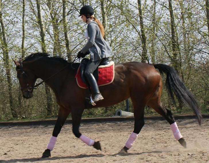 Holstener Jasmin / Solgt billede 12