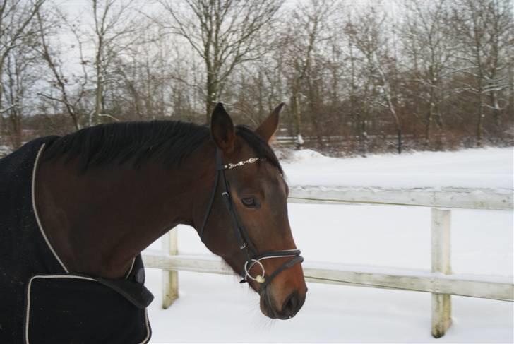 Holstener Jasmin / Solgt billede 13