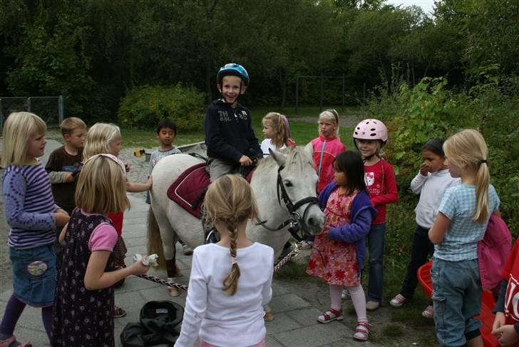 Anden særlig race Cirkeline - SOLGT billede 10
