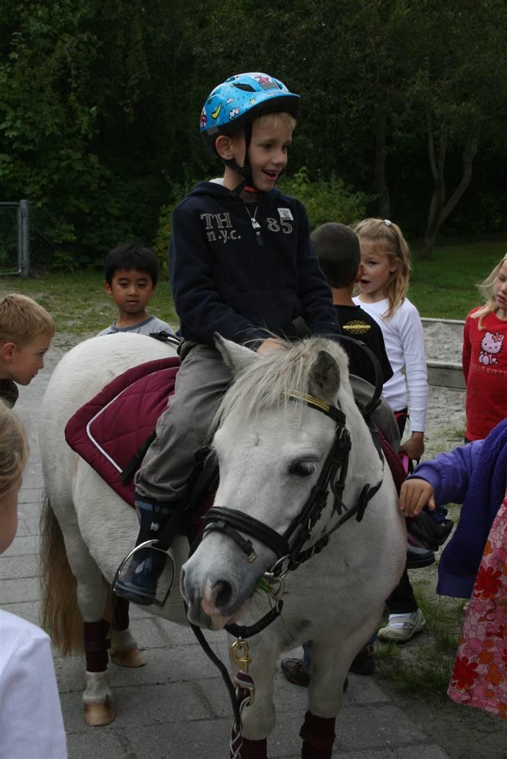 Anden særlig race Cirkeline - SOLGT billede 11
