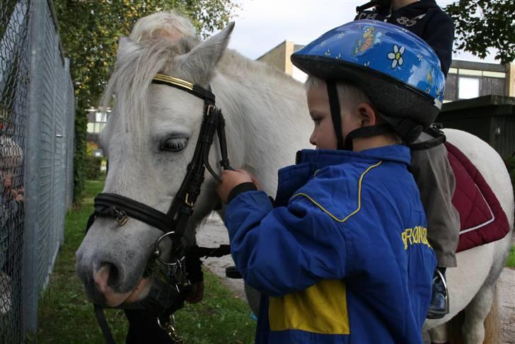 Anden særlig race Cirkeline - SOLGT billede 12