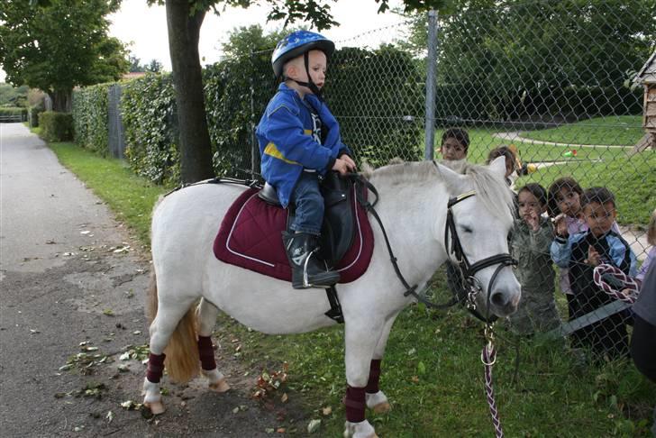 Anden særlig race Cirkeline - SOLGT billede 13
