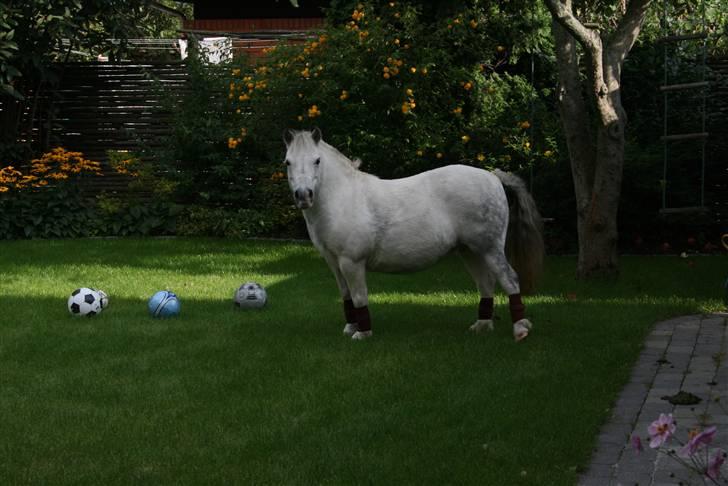Anden særlig race Cirkeline - SOLGT billede 14