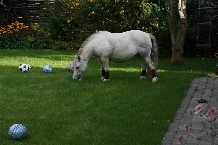 Anden særlig race Cirkeline - SOLGT billede 15