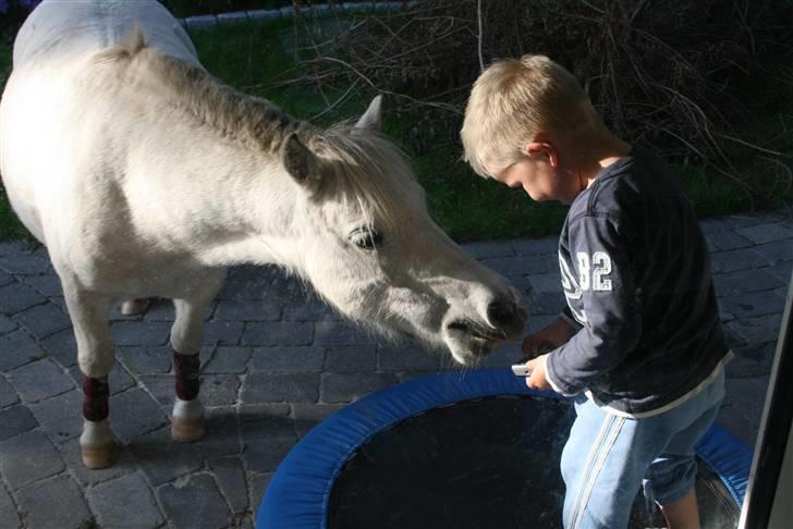 Anden særlig race Cirkeline - SOLGT billede 16