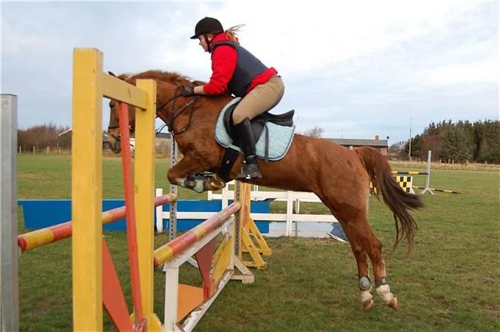 Hollandsk Sportspony Red Cappucino - VELKOMMEN TIL CAPPUCINOS PROFIL ! #´foto: annika billede 1
