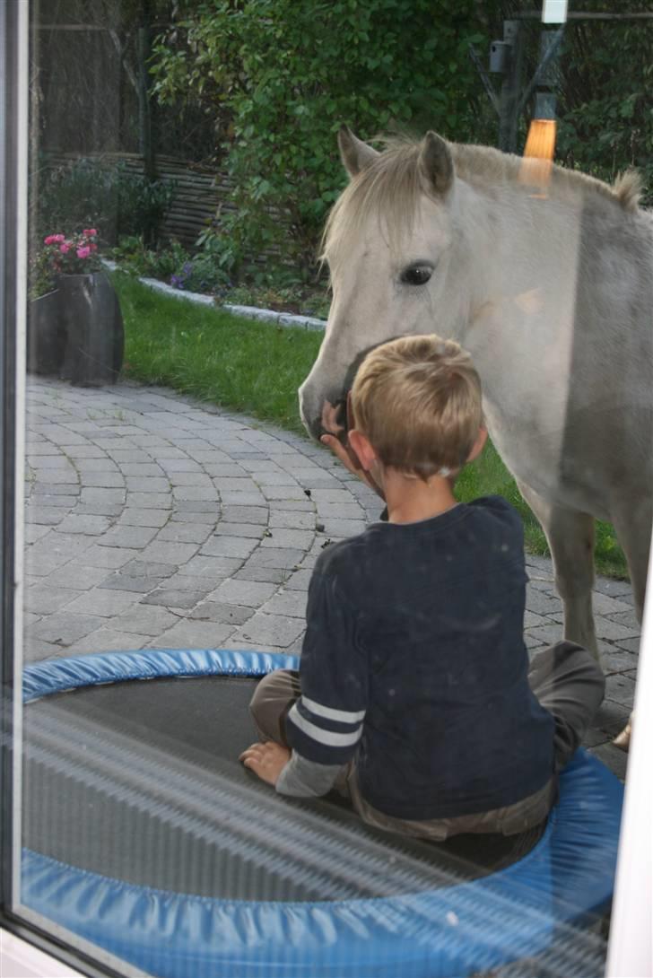 Anden særlig race Cirkeline - SOLGT billede 18