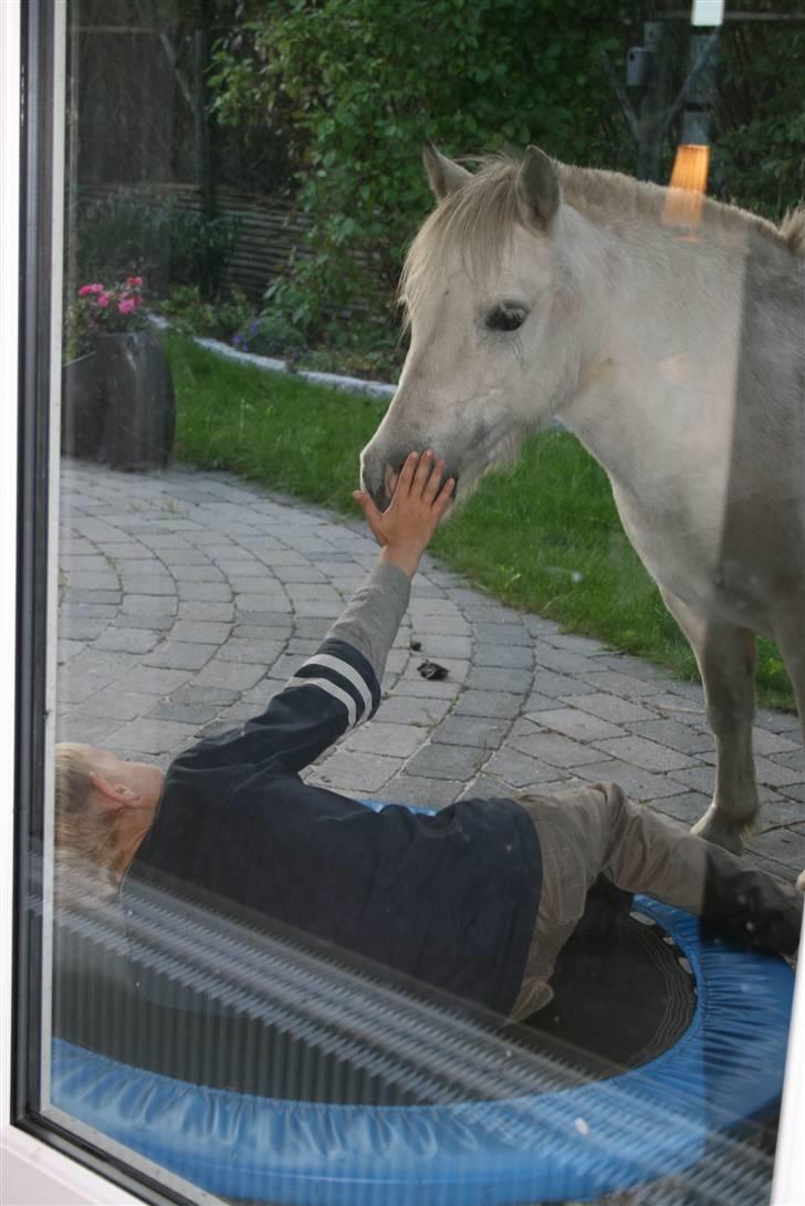 Anden særlig race Cirkeline - SOLGT billede 19