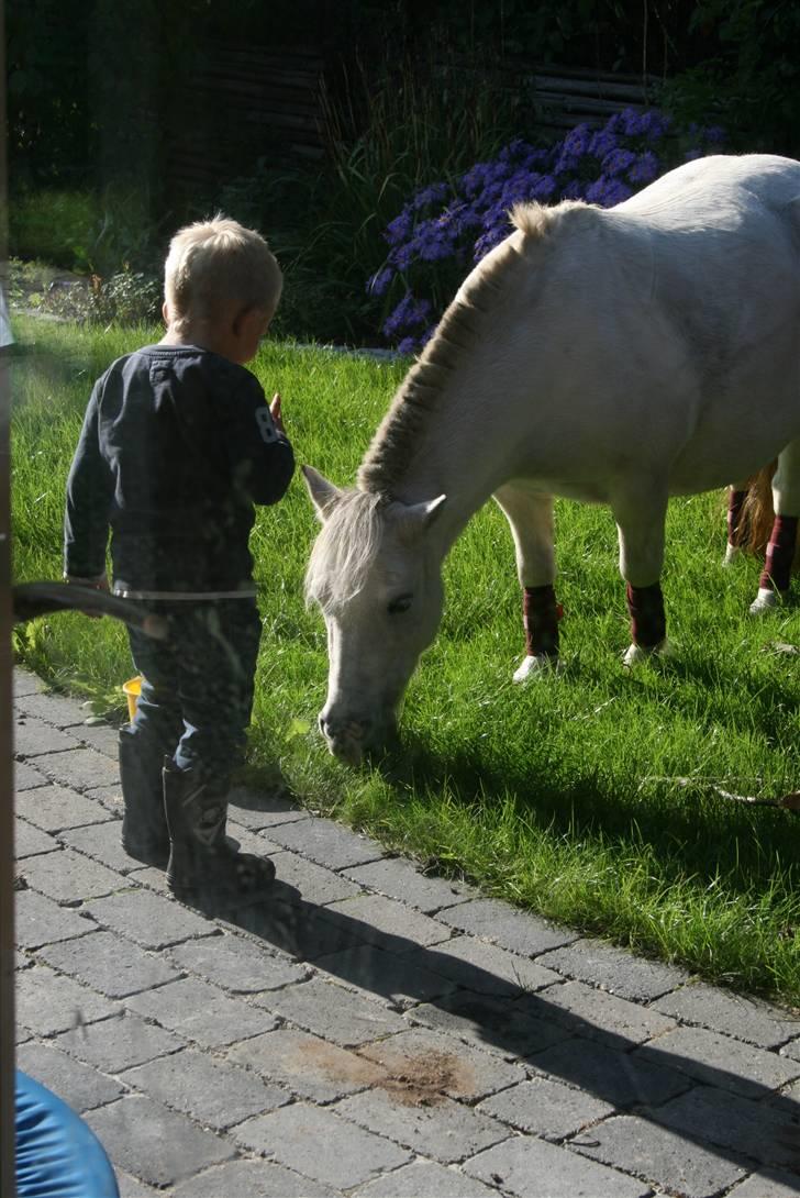 Anden særlig race Cirkeline - SOLGT billede 20