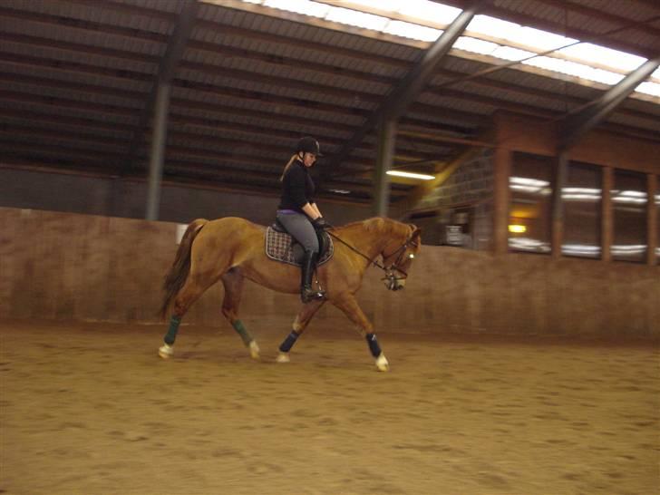Hollandsk Sportspony Red Cappucino - lidt dressur, #´foto: linelars<3 billede 2