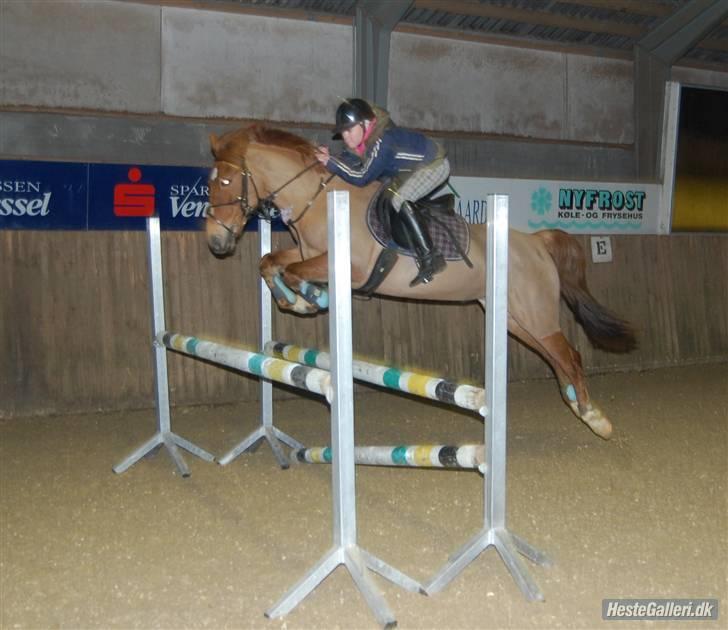 Hollandsk Sportspony Red Cappucino - Laura og Cappucino(: <3 ..   #´foto: mig billede 3