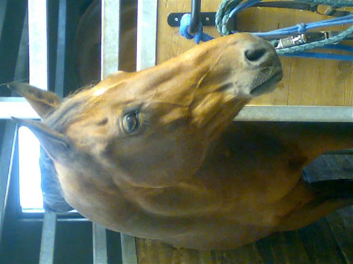 Holstener Marko billede 2