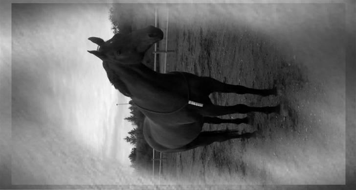 Holstener Marko billede 3