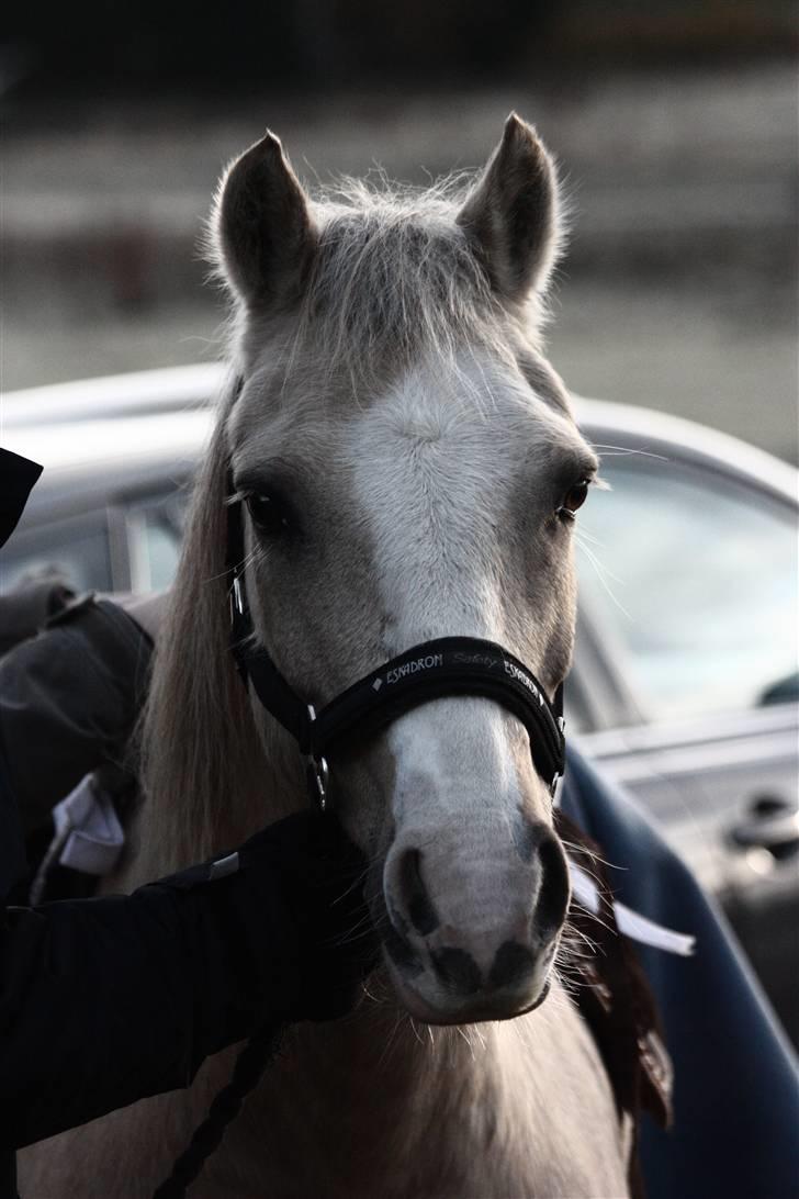 Irsk Sportspony Triple Gold(:  - velkommen til min lille springstjerne <3 Til stævne ;b foto:Louise ;D billede 1