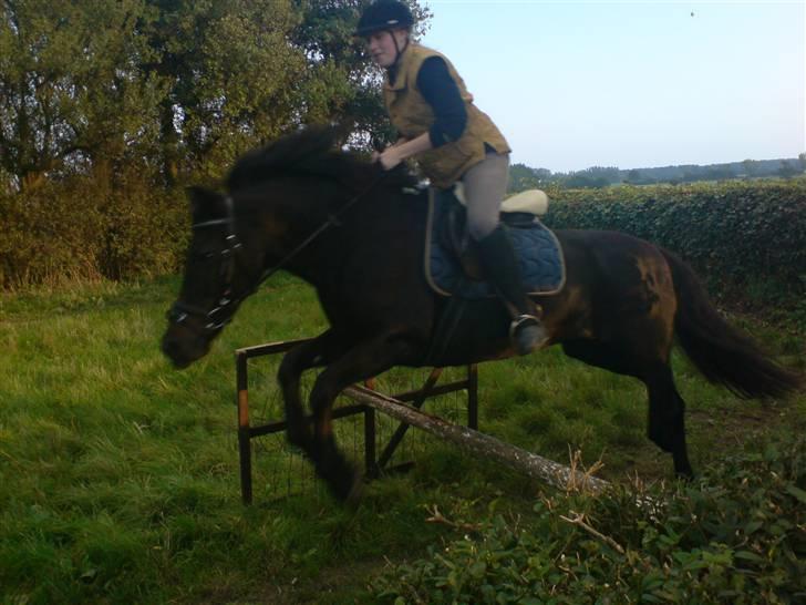 New Forest Gay Countess cantana - igen igen hun kunne bare den dag (igen er billedet lidt sløret) billede 12