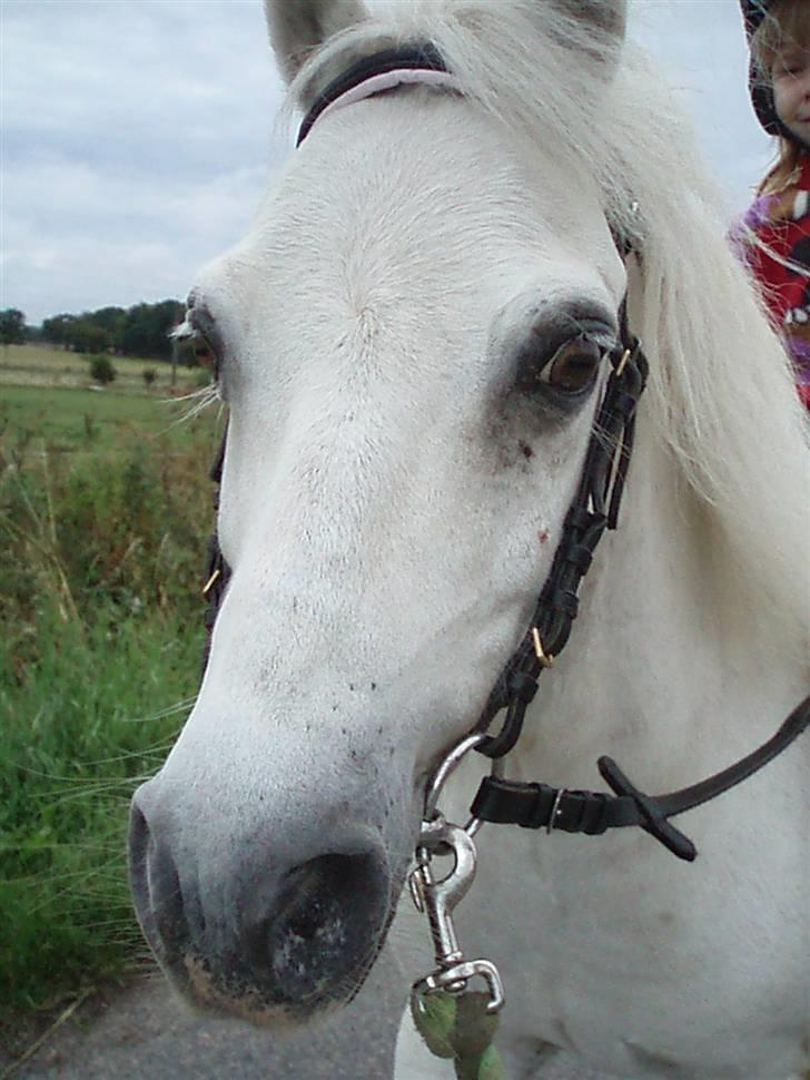 Anden særlig race Prins Kaj billede 1