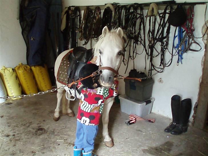 Anden særlig race Prins Kaj billede 2