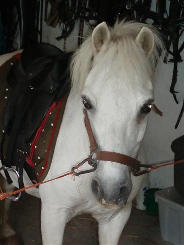 Anden særlig race Prins Kaj billede 3